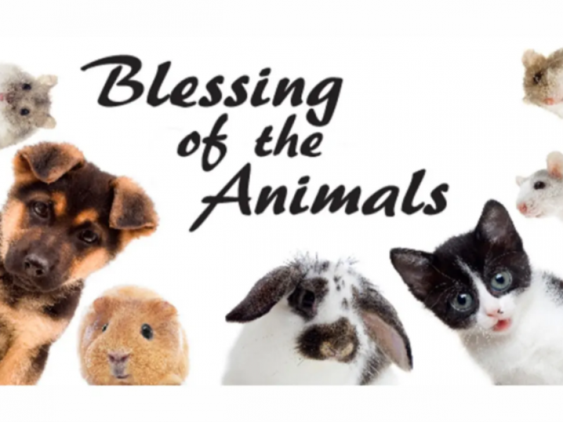 6349950db333f_Blessing-of-the-animals.png